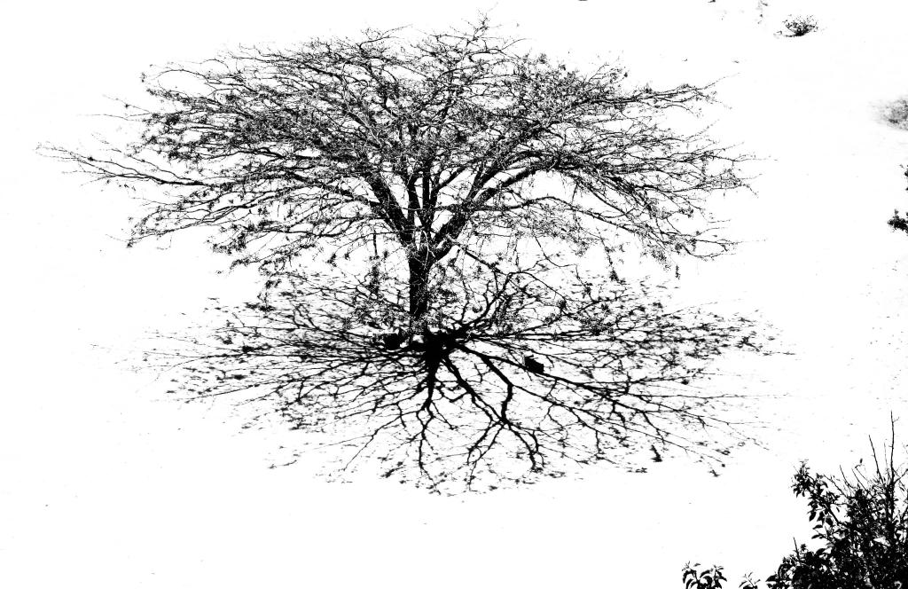 tree NIK_edited-Ana copy